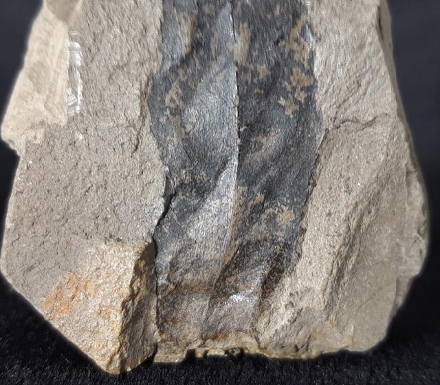 Distylium sp. SIEBOLD & ZUCCARINI 1835 - Bild © FossNet FossilienStore